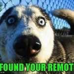 Scared dog | I FOUND YOUR REMOTE! | image tagged in scared dog,dog week | made w/ Imgflip meme maker