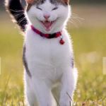 Happy cat  | HEH HEH HEH, THEY PUT AN ELECTRONIC COLLAR ON THE DOG, BUT NOT ON ME. | image tagged in happy cat | made w/ Imgflip meme maker