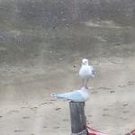 Seagull Bully