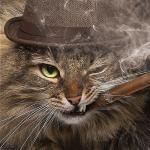 Gangster cat