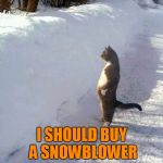 I should buy a snowblower | I SHOULD BUY A SNOWBLOWER | image tagged in cats,memes,animals,snow,snowblower | made w/ Imgflip meme maker