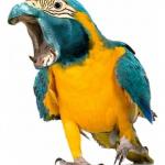 Overreacting Parrotpotomas  meme