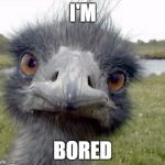 ostrich | I'M; BORED | image tagged in ostrich | made w/ Imgflip meme maker