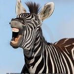 Laughing Zebra | I'M FANCIER; I WEAR A SWEATER AND DRIVE A NEESAN | image tagged in laughing zebra | made w/ Imgflip meme maker