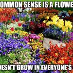 Flower garden  | COMMON SENSE IS A FLOWER; THAT DOESN'T GROW IN EVERYONE'S GARDEN | image tagged in flower garden | made w/ Imgflip meme maker