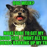 Capture my good side | DOG WEEK? MAKE SURE TO GET MY GOOD SIDE, I WANT ALL THE HOUNDS BARKING UP MY TREE | image tagged in ugly dog,dogs,animals,dog week,tigerleo,hounds | made w/ Imgflip meme maker