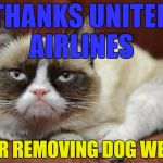 Dog Week was Also Removed by United Airlines | THANKS UNITED AIRLINES; FOR REMOVING DOG WEEK | image tagged in grumpy cat,dog week,united airlines,memes,animals,dogs | made w/ Imgflip meme maker