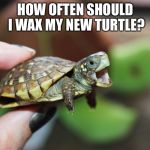 Turtles For Pets | HOW OFTEN SHOULD I WAX MY NEW TURTLE? | image tagged in turtles for pets | made w/ Imgflip meme maker