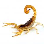 United Scorpion