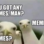 Seagulls_Mine | YOU GOT ANY MEMES, MAN? MEMES? MEMES? | image tagged in seagulls_mine | made w/ Imgflip meme maker