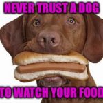 Dog eating hot dog | NEVER TRUST A DOG; TO WATCH YOUR FOOD | image tagged in dog eating hot dog | made w/ Imgflip meme maker