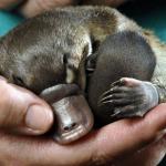 cute platypus