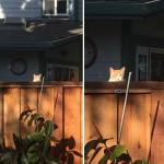 Stalking cat