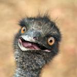 surprised emu