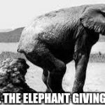 Elephant Poopy | AVIRL THE ELEPHANT GIVING BIRTH | image tagged in elephant poopy | made w/ Imgflip meme maker