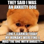 i cri everytiem | THEY SAID I WAS AN ANXIETY DOG; I ONLY LEARNED TODAY MY HUMANS WERE FINE, I WAS THE ONE WITH ANXIETY... | image tagged in sad dog,anxiety | made w/ Imgflip meme maker