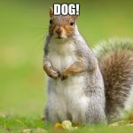 Squirrel | DOG! | image tagged in squirrel | made w/ Imgflip meme maker