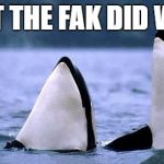 Whale whale whale | WHAT THE FAK DID WE DO | image tagged in whale whale whale | made w/ Imgflip meme maker