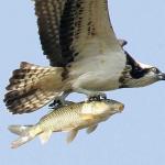 eagle carrying fish meme