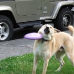 frisbee doge