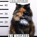 Fluffy the catnip dealer | YOU ATE THE CATNIP MR.MITTENS; THE WHISKERS DON'T LIE | image tagged in fluffy the catnip dealer | made w/ Imgflip meme maker