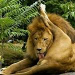 Lion licking his balls