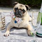 champagnepug