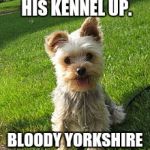 Yorkshire terrier | MY DOG JUST BLEW HIS KENNEL UP. BLOODY YORKSHIRE TERRORISTS ! | image tagged in yorkshire terrier,terrorist,terrorists | made w/ Imgflip meme maker