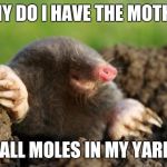 National Mole Day | WHY DO I HAVE THE MOTHER; OF ALL MOLES IN MY YARD!? | image tagged in national mole day | made w/ Imgflip meme maker