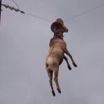 hanging goat