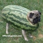 watermelon pug meme