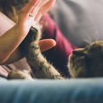 Kitten high five