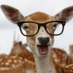 Deer glasses