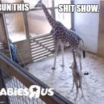 IRunThis2. | SHIT SHOW. I RUN THIS | image tagged in april the giraffe | made w/ Imgflip meme maker