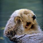 Satisfied sea otter