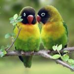 bird couple