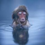 Zen monkey 
