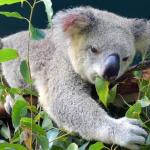 this coala nigga eating 