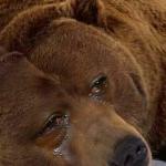 Crying bear