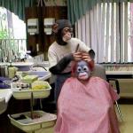Monkey hairdresser meme