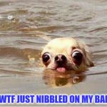 Scared dog | "OMG WTF JUST NIBBLED ON MY BALLS!!?" | image tagged in scared dog | made w/ Imgflip meme maker