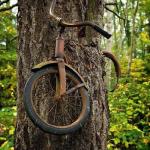 tree bycicle