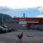 KFC Chicken meme