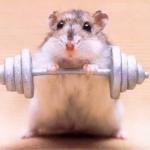 Hamster Weightlifting