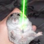 hamster yoda