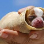 puppy burrito