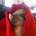 Pig in a Blanket