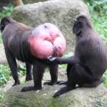 baboon butt