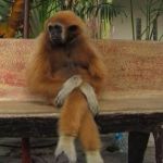 slutmonkey | WHERE'S MY MONKEY? | image tagged in slutmonkey | made w/ Imgflip meme maker