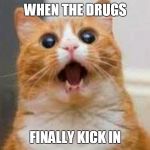 Funny Cat | WHEN THE DRUGS; FINALLY KICK IN | image tagged in funny cat | made w/ Imgflip meme maker